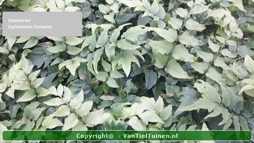IJzervaren Cyrtomium fortunei