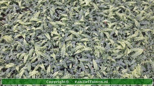 Polystichum polyblepharum Glansschildvaren Niervaren