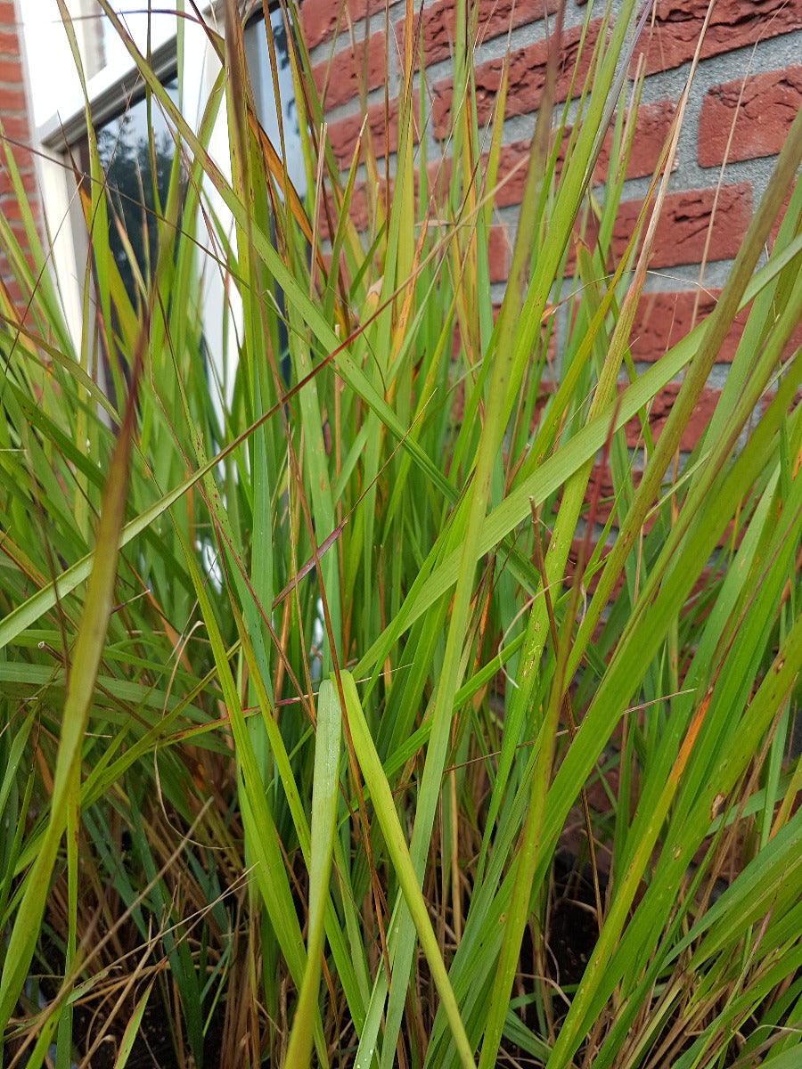 Calamagrostis Karl Foerster Struisriet