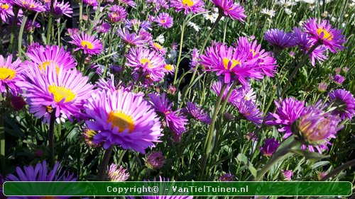 Aster alpinus 'Happy End' Alpenaster