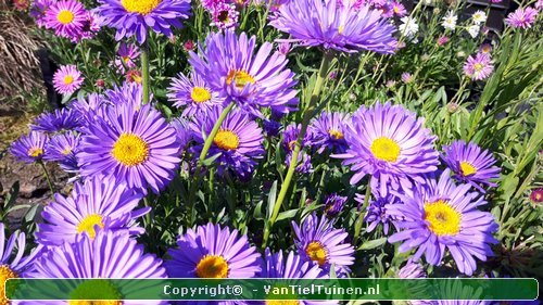 Aster alpinus Alpenaster