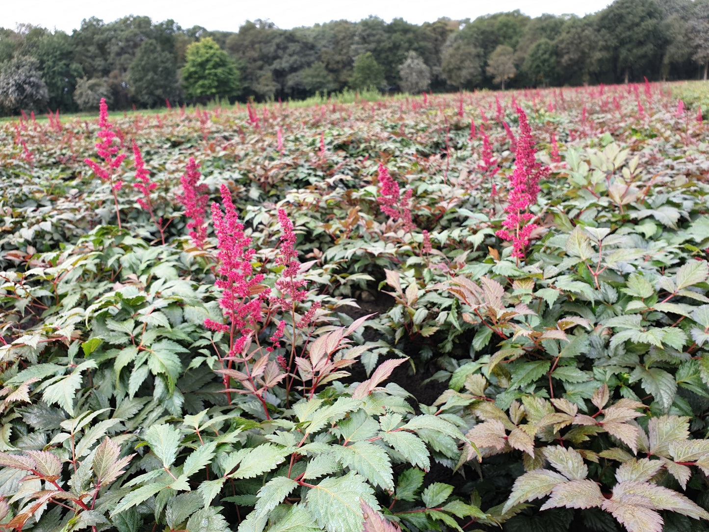 Astilbe arendsii Fanal pluimspirea