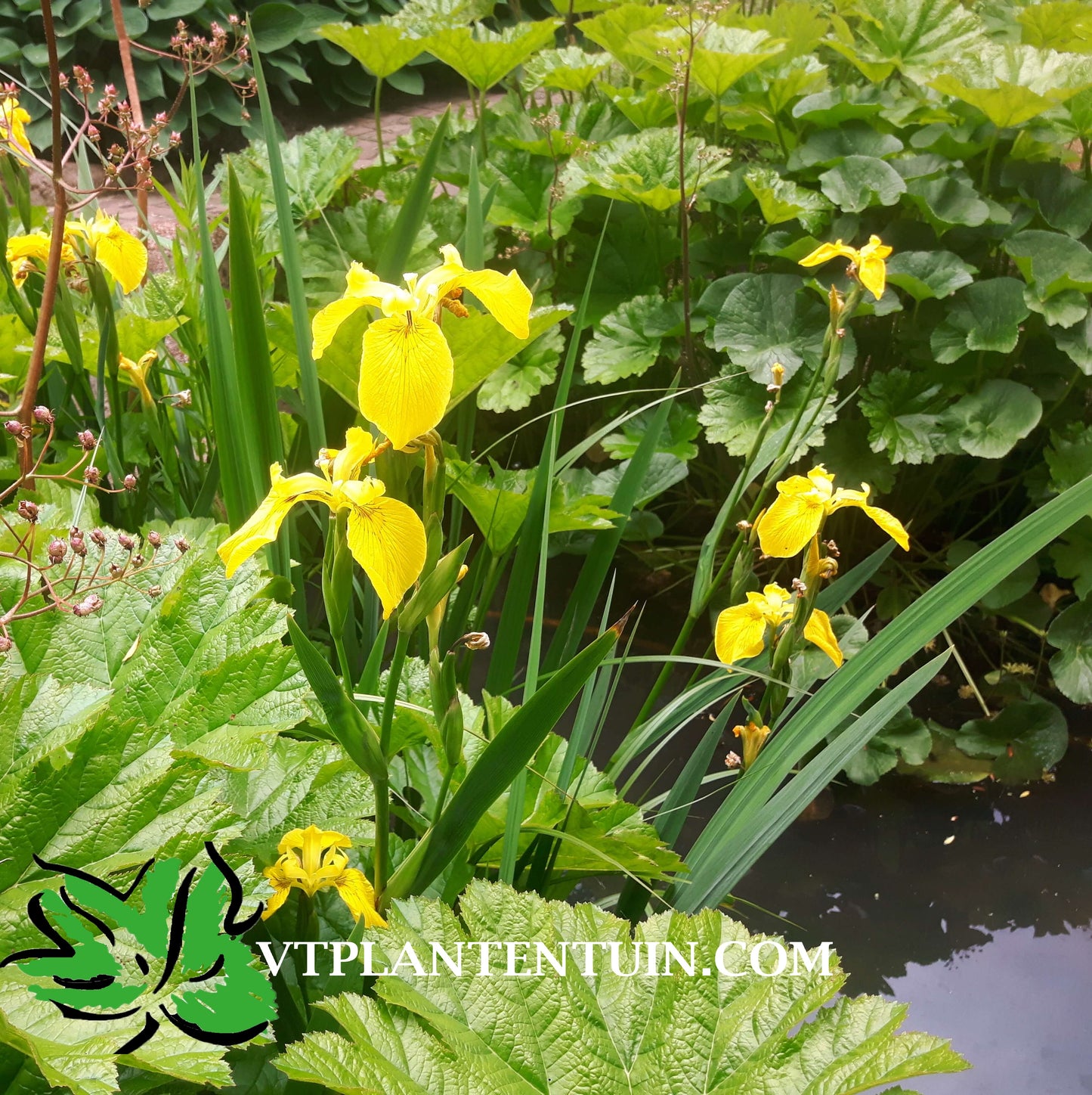 Gele lis Iris pseudacorus