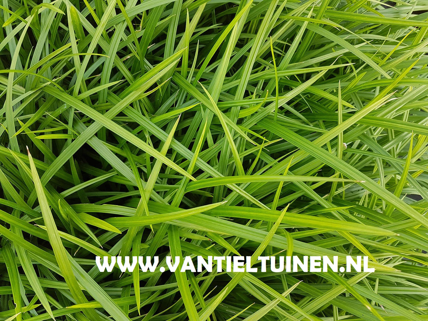 Carex Irisch Green Zegge