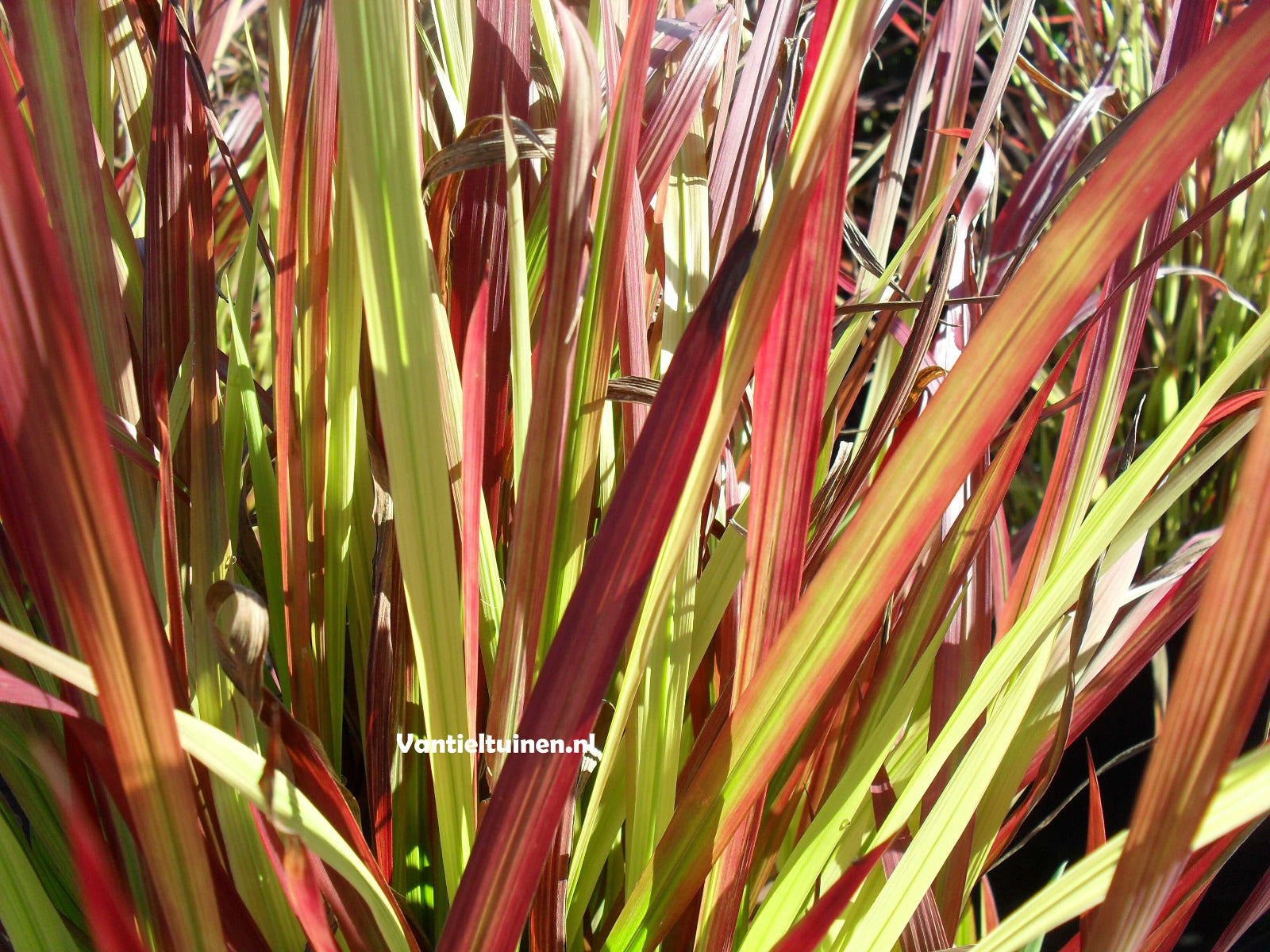 Imperata cylindrica 'Red Baron' Japans bloedgras