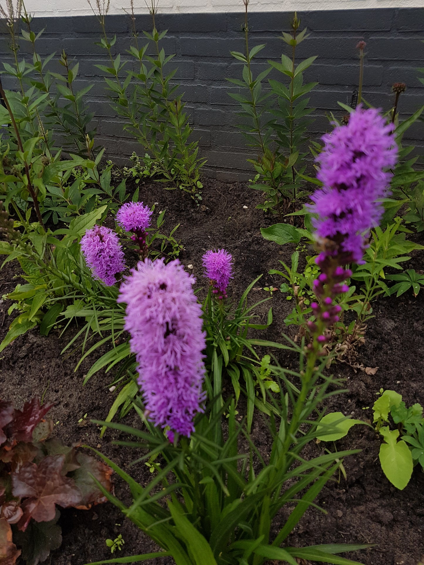 Liatris spicata purple Lampenpoetser