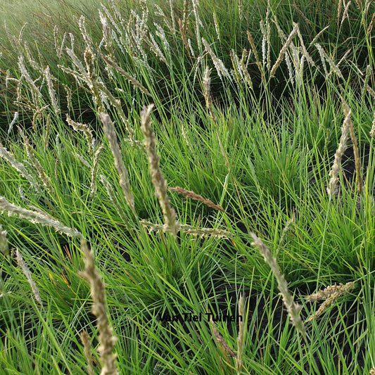 Sesleria autumnalis Blauwgras, Autumn Moor Grass
