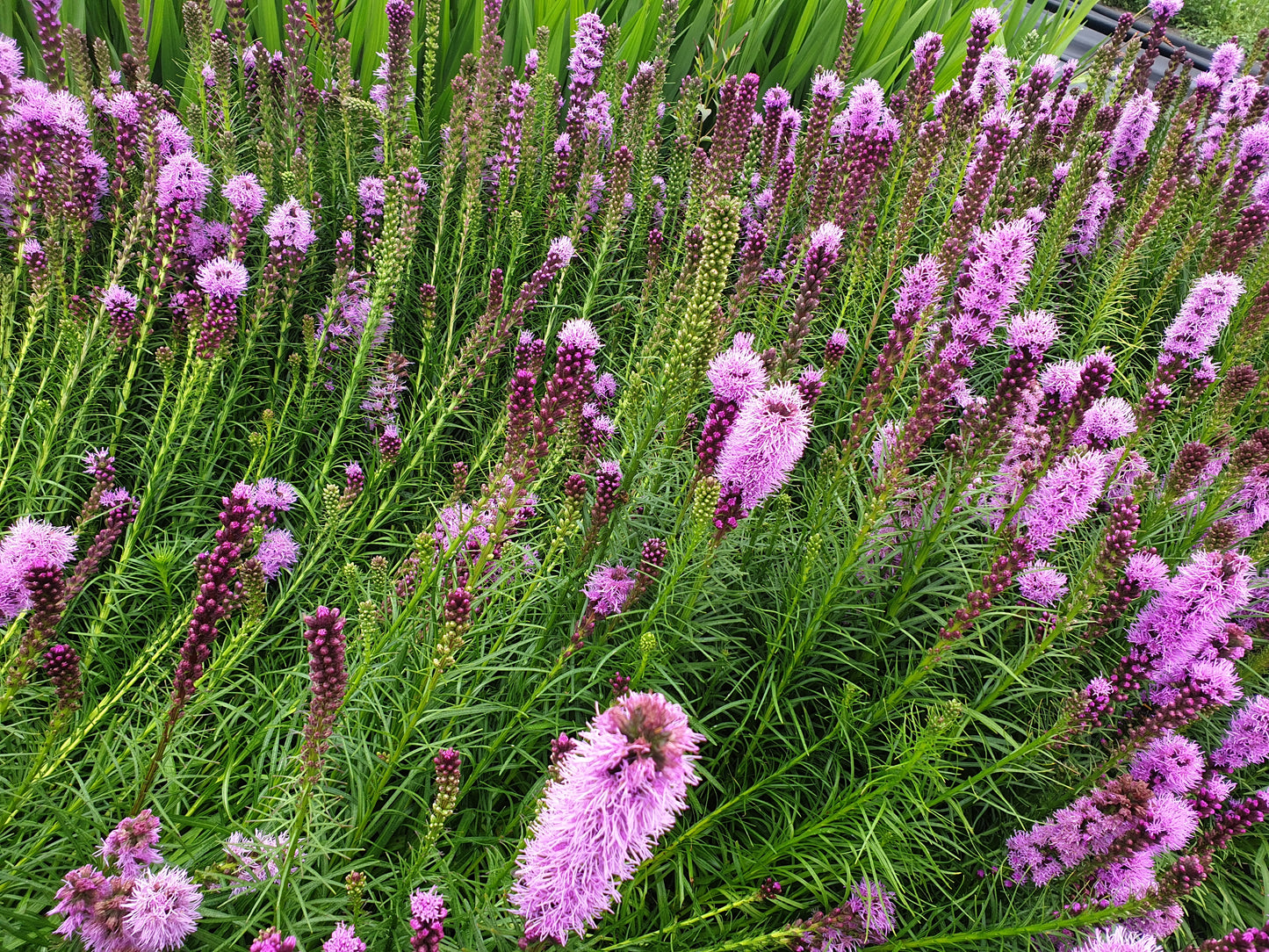 Liatris spicata purple Lampenpoetser