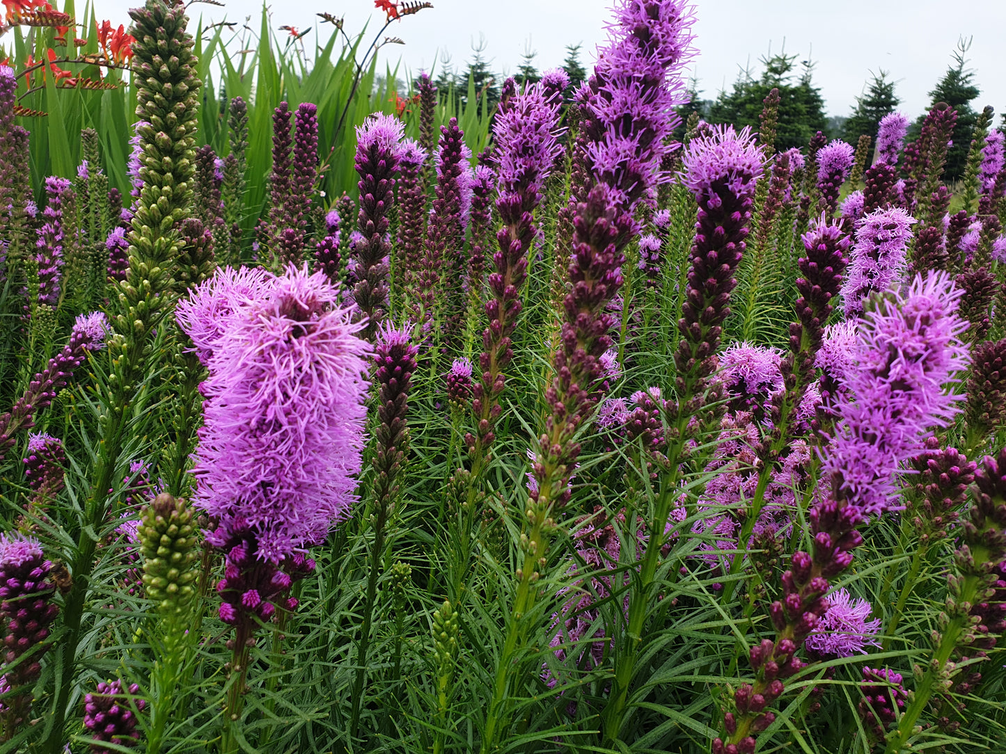 Liatris spicata purple Lampenpoetser