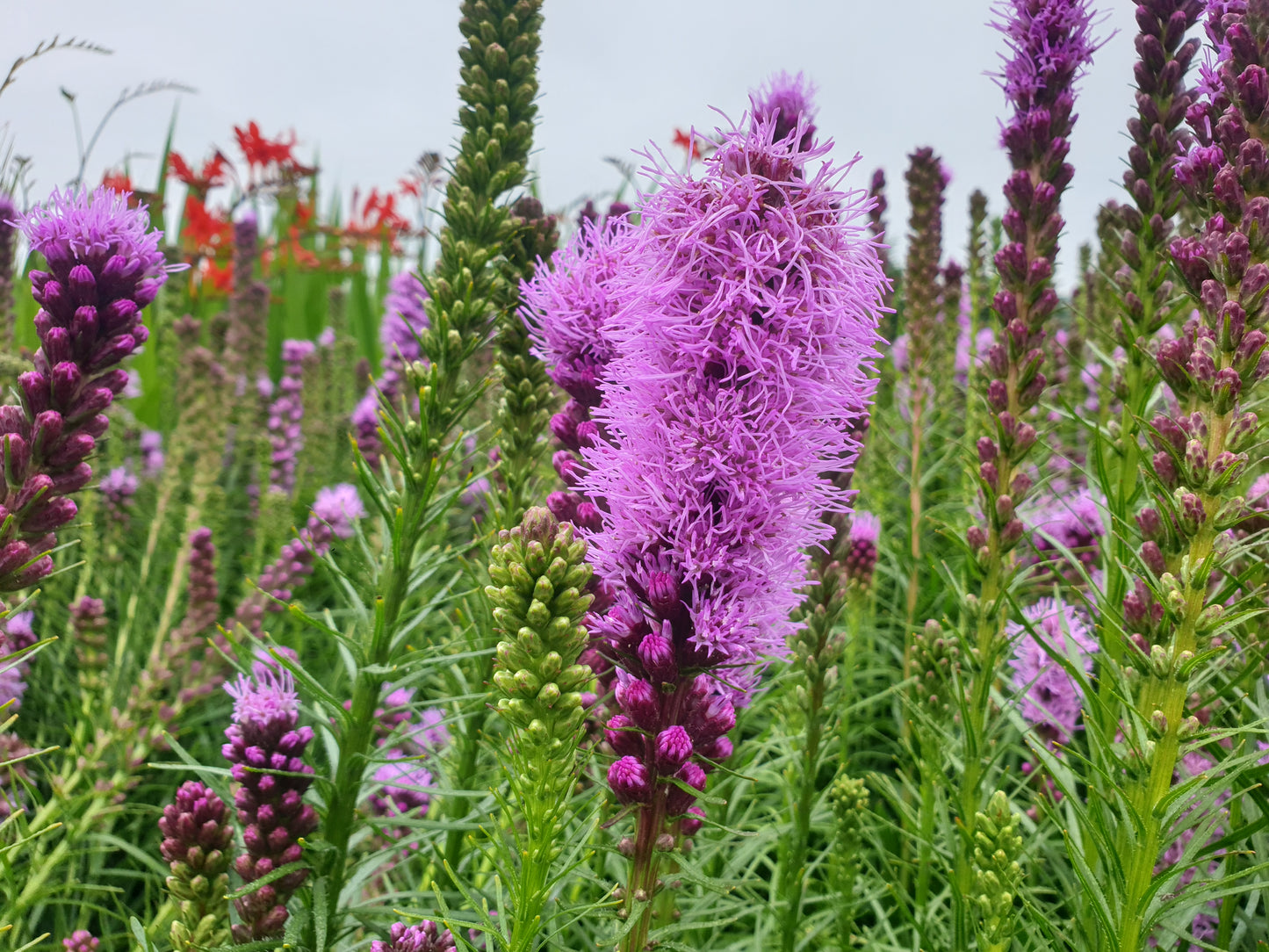 Liatris spicata purple Lampenpoetser