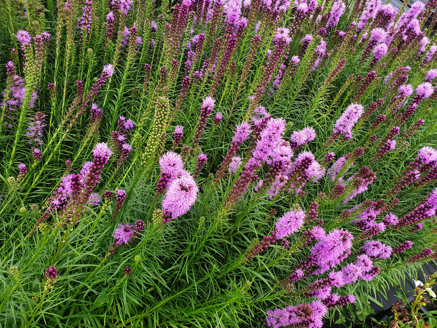 Liatris spicata purple Lampenpoetser