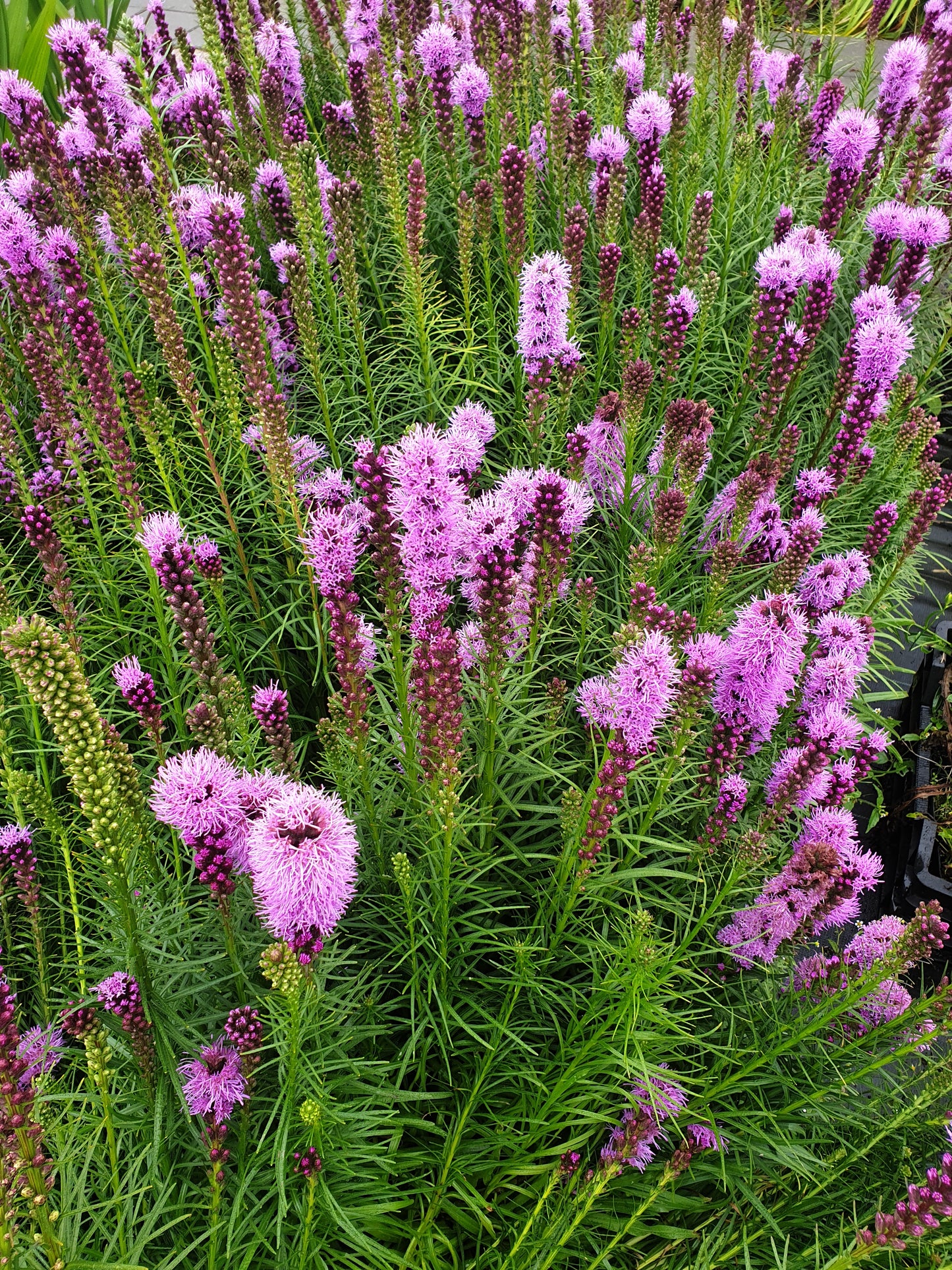 Liatris spicata purple Lampenpoetser