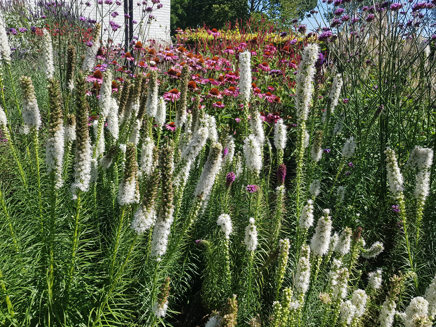 Liatris spicata 'Alba' Lampenpoetser