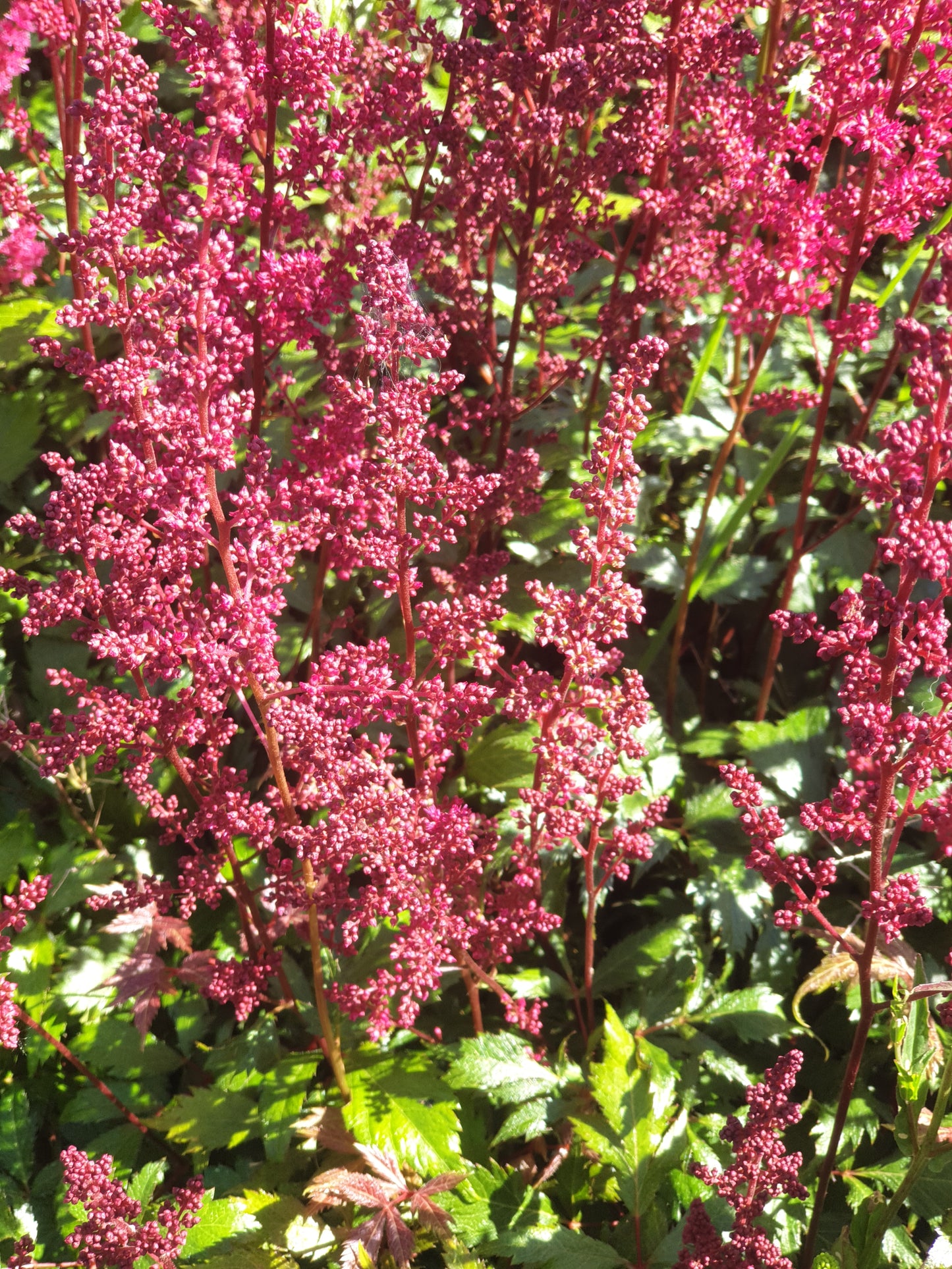 Astilbe arendsii Fanal pluimspirea