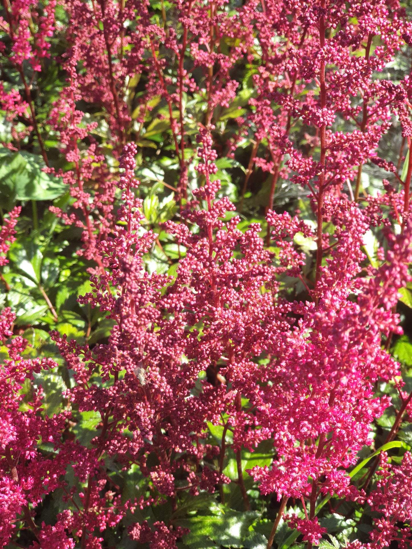 Astilbe arendsii Fanal pluimspirea