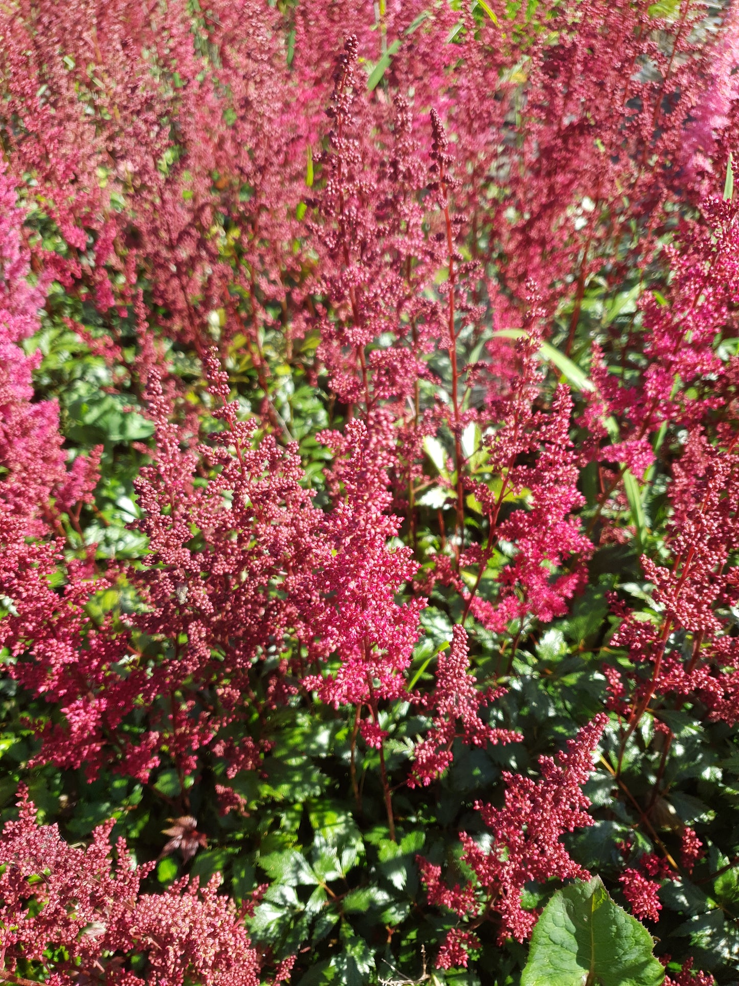 Astilbe arendsii Fanal pluimspirea