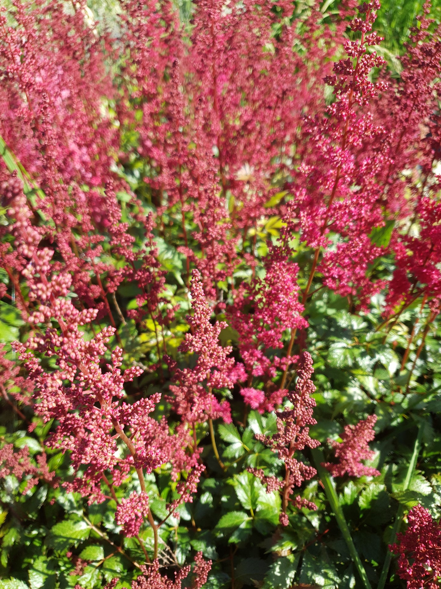 Astilbe arendsii Fanal pluimspirea
