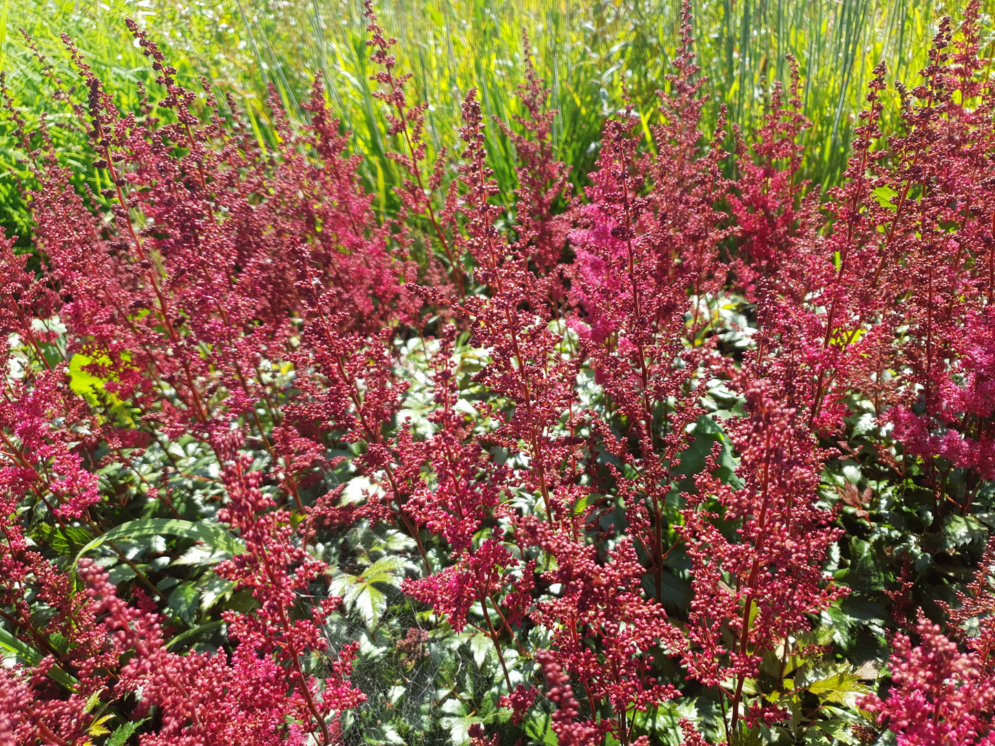 Astilbe arendsii Fanal pluimspirea