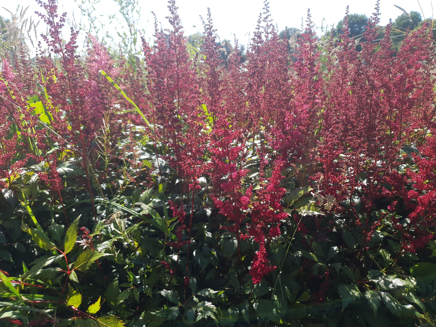 Astilbe arendsii Fanal pluimspirea
