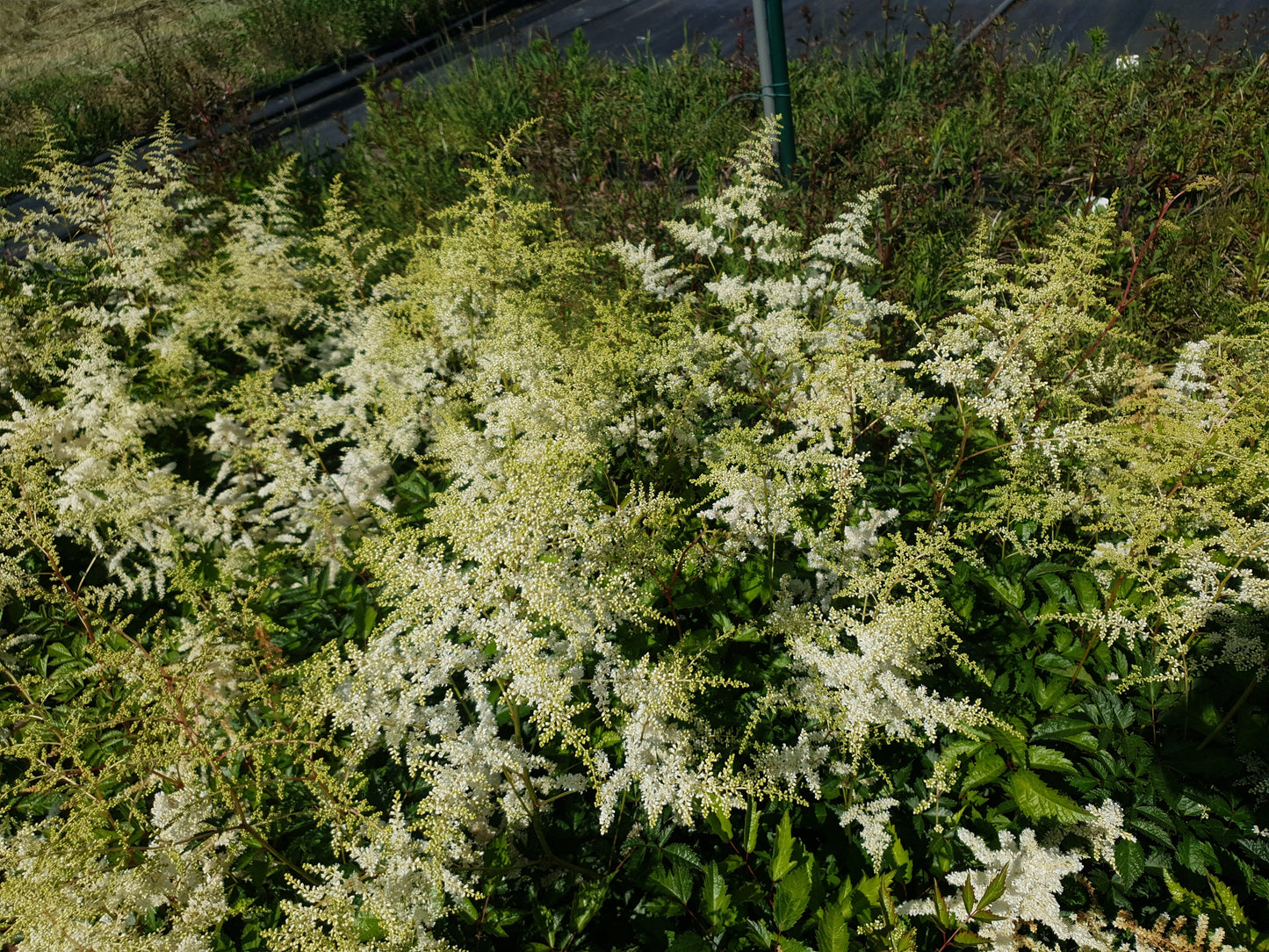 Astilbe Deutschland Witte Pluimspirea
