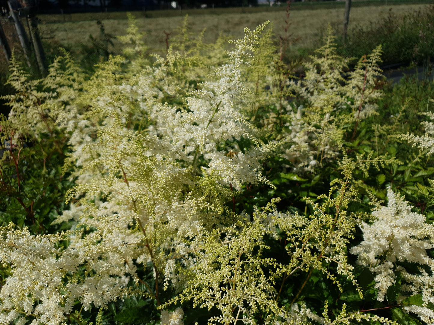 Astilbe Deutschland Witte Pluimspirea
