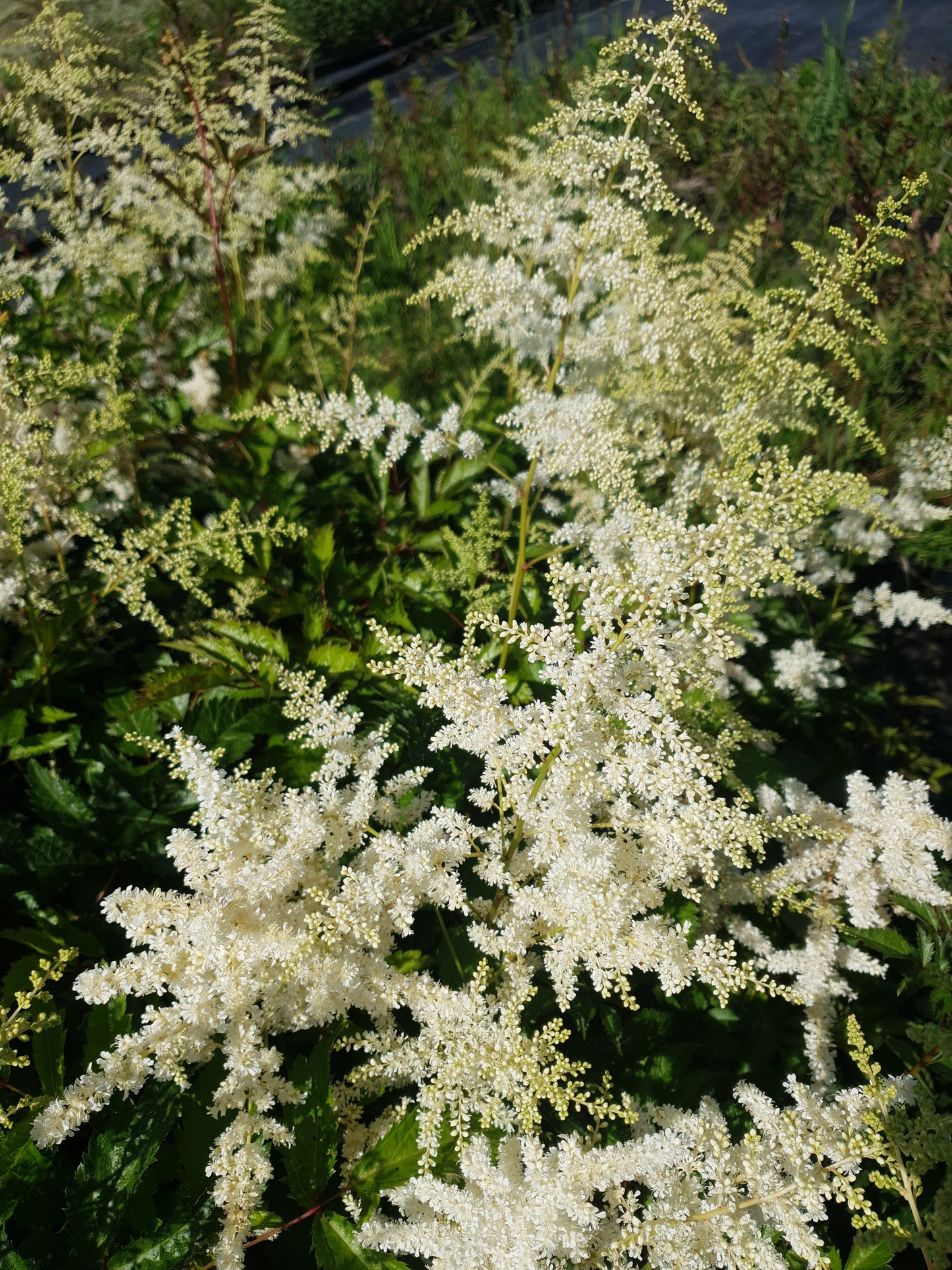 Astilbe Deutschland Witte Pluimspirea
