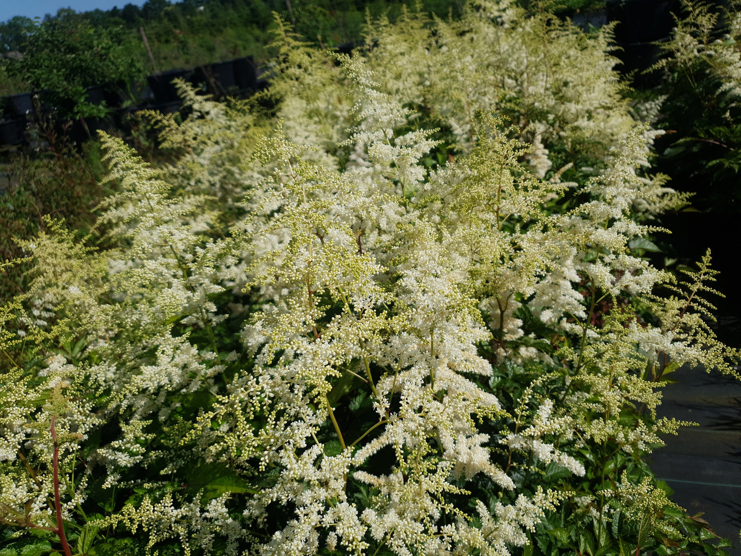 Astilbe Deutschland Witte Pluimspirea