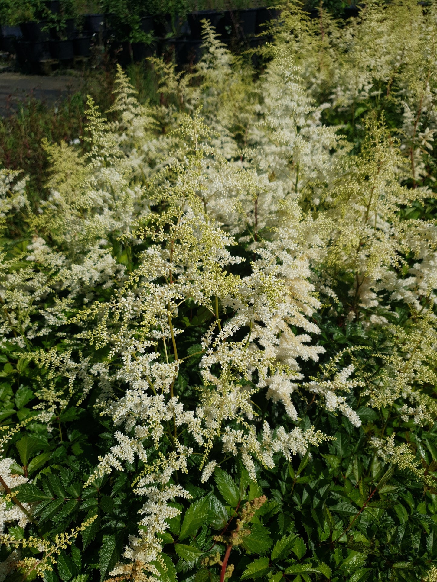 Astilbe Deutschland Witte Pluimspirea