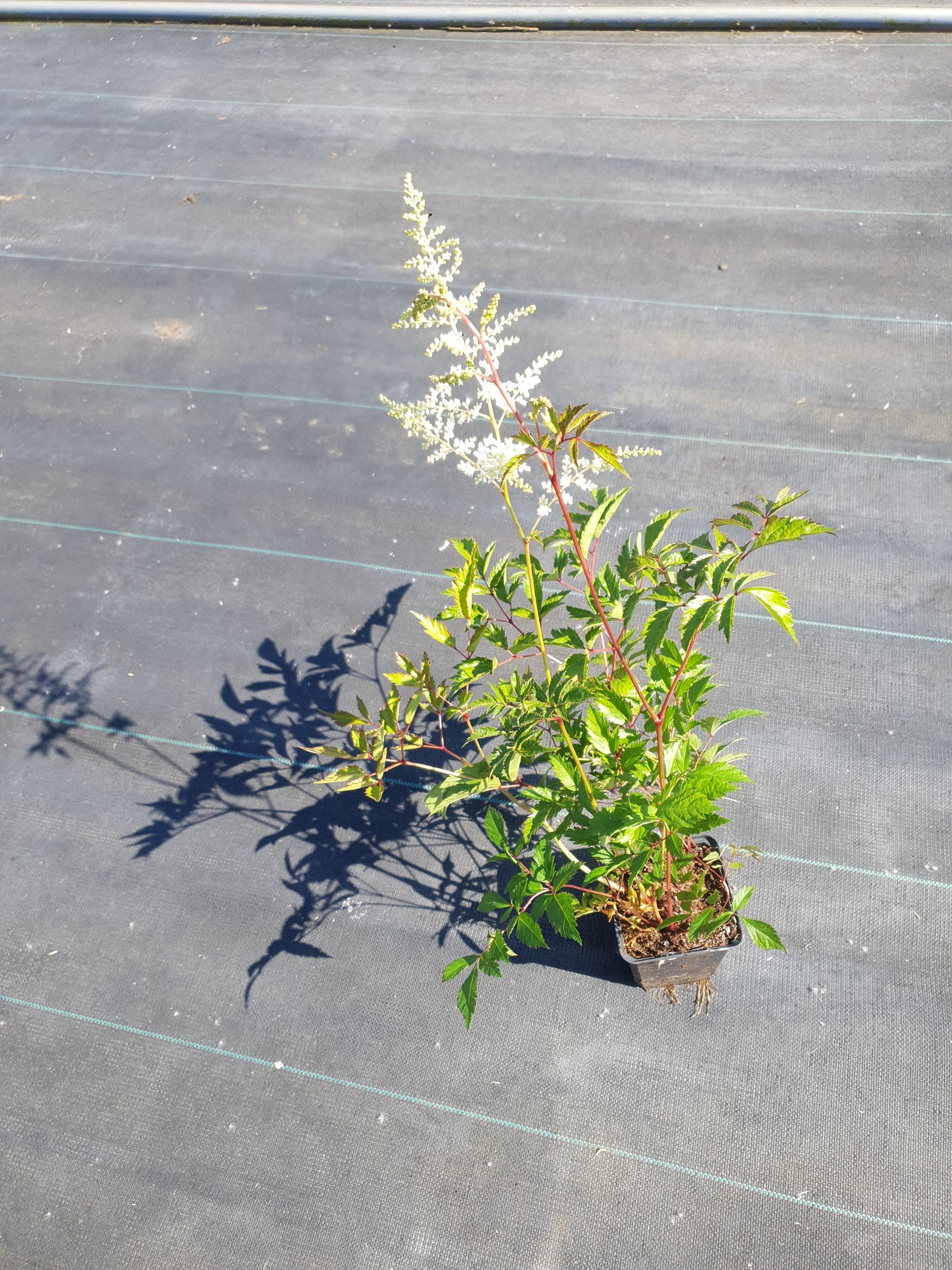 Astilbe Deutschland Witte Pluimspirea