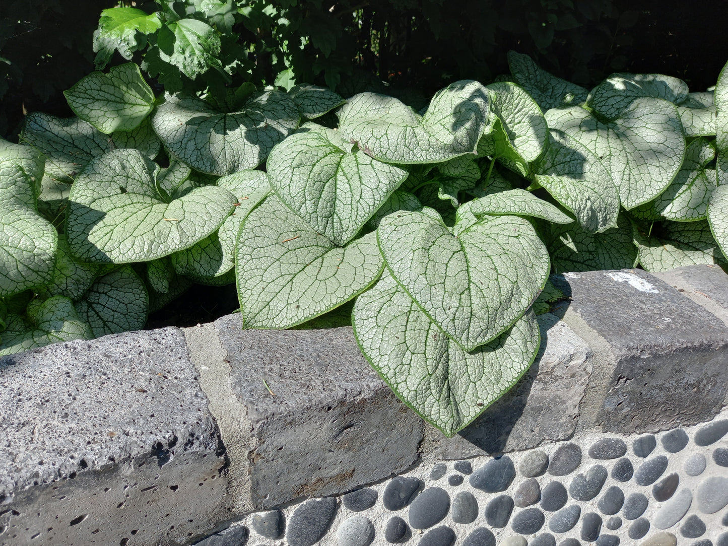 Brunnera Silver Spear
