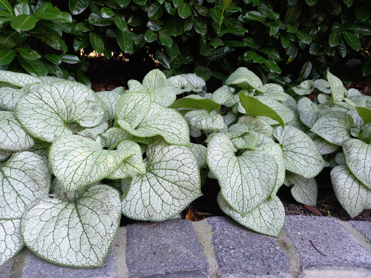 Brunnera Silver Spear