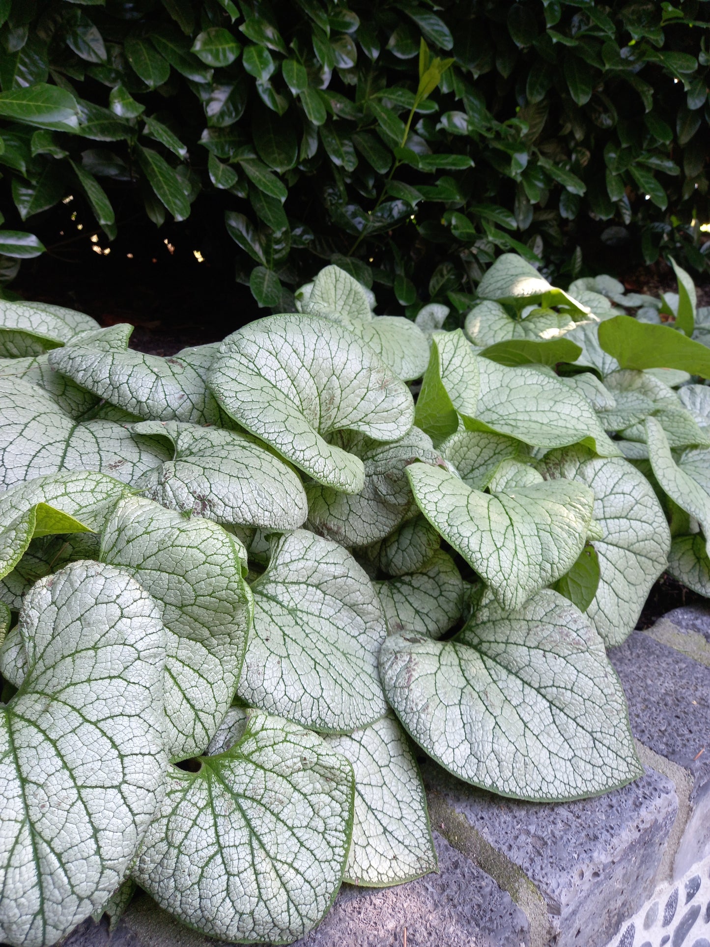 Brunnera Silver Spear