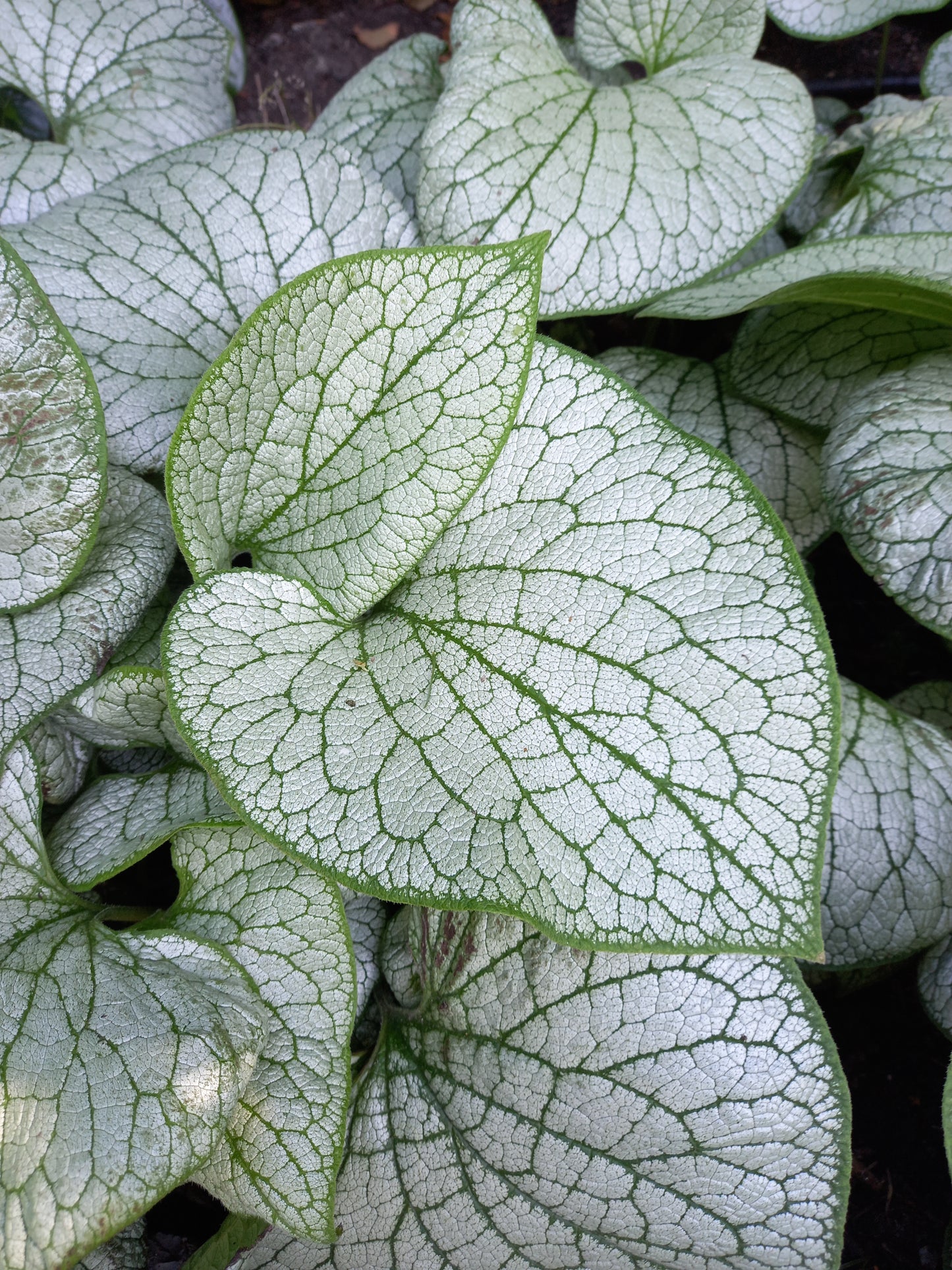 Brunnera Silver Spear