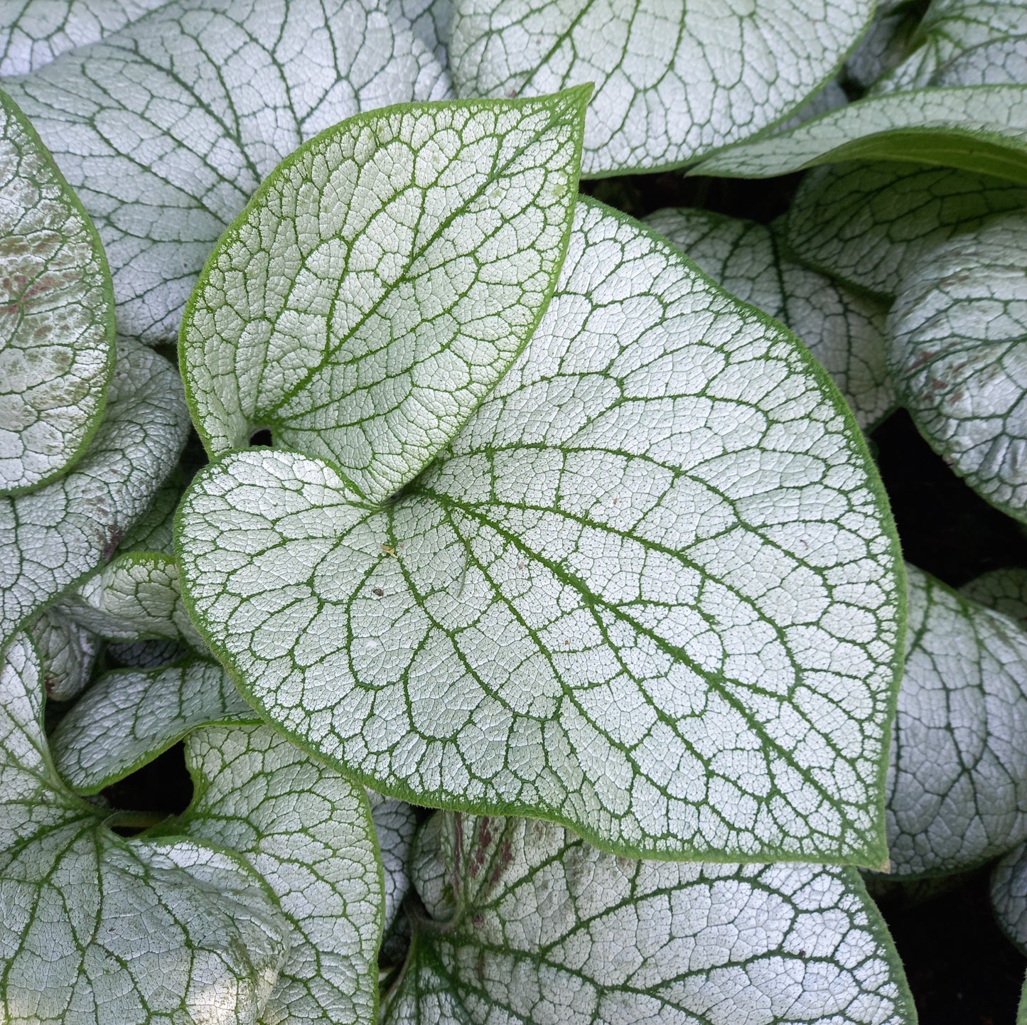 Brunnera Silver Spear