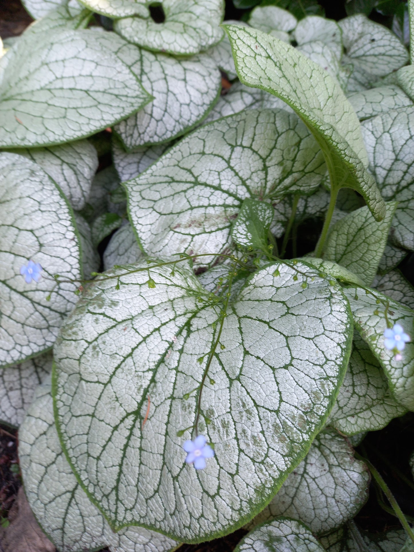 Brunnera Silver Spear