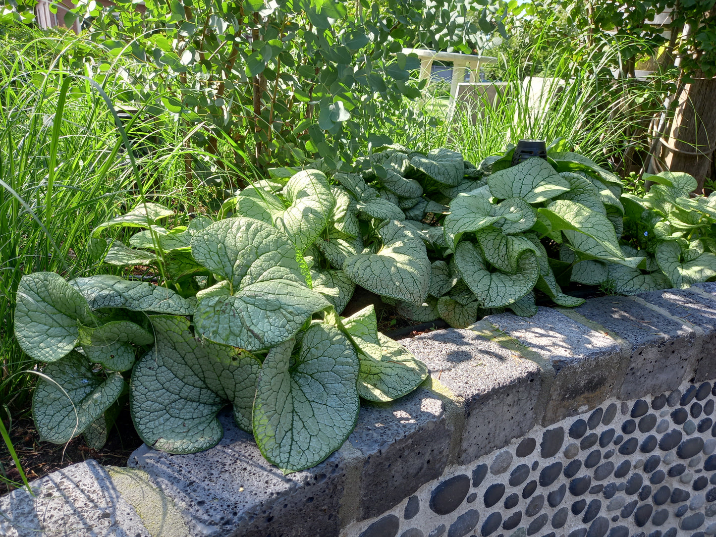 Brunnera Silver Spear