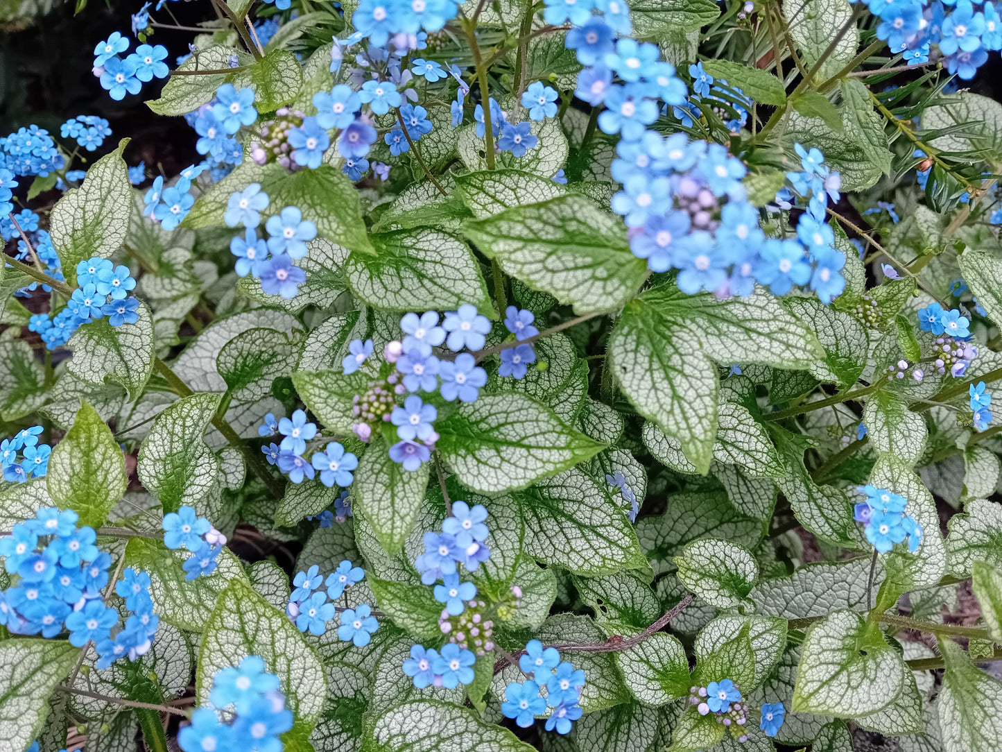 Brunnera Silver Spear