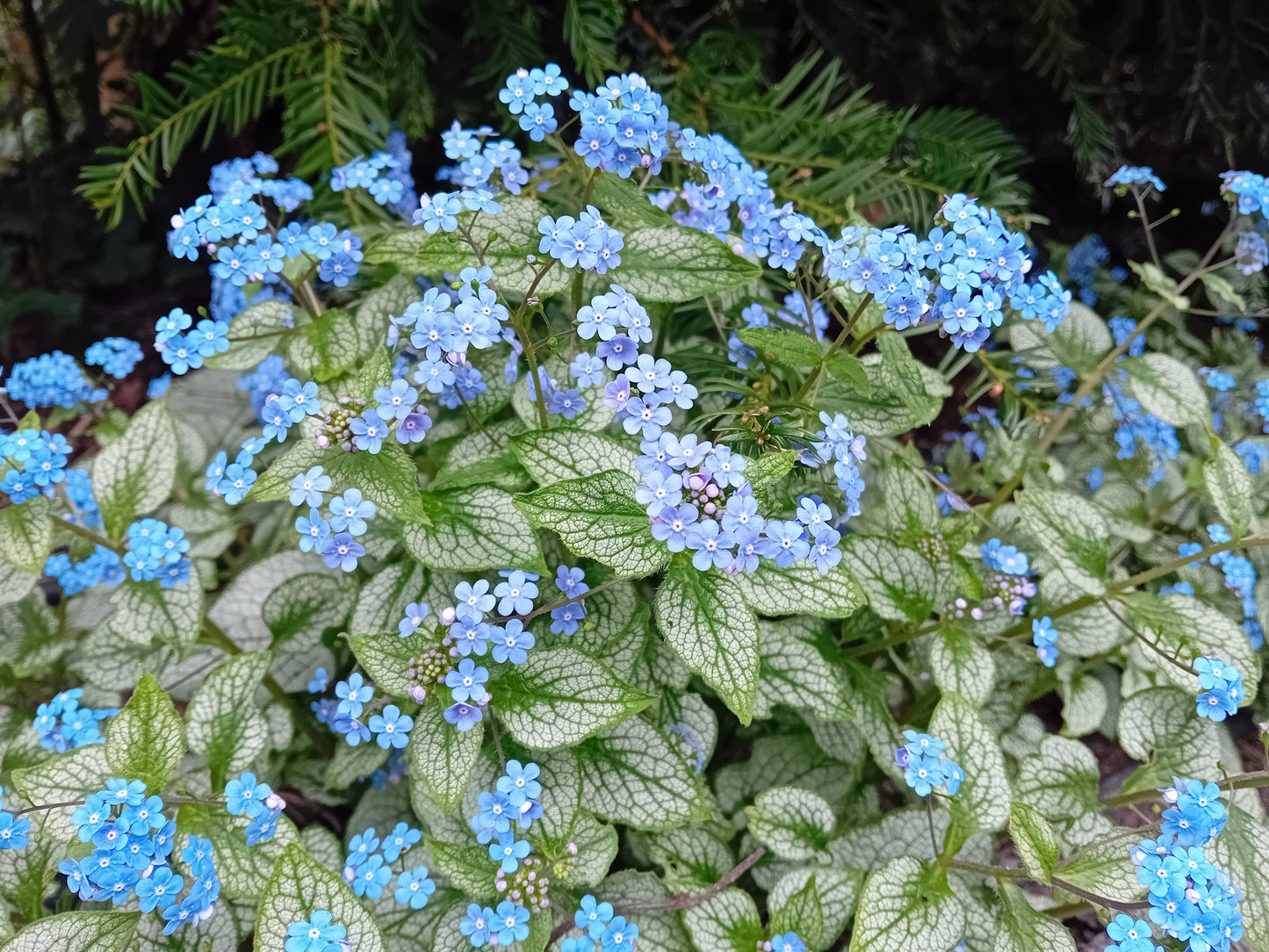 Brunnera Silver Spear