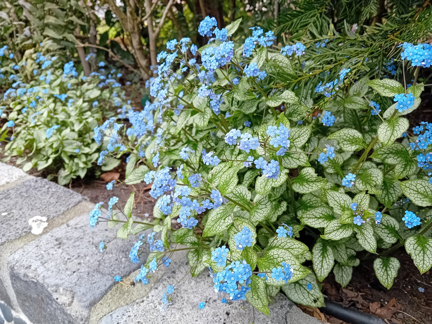 Brunnera Silver Spear