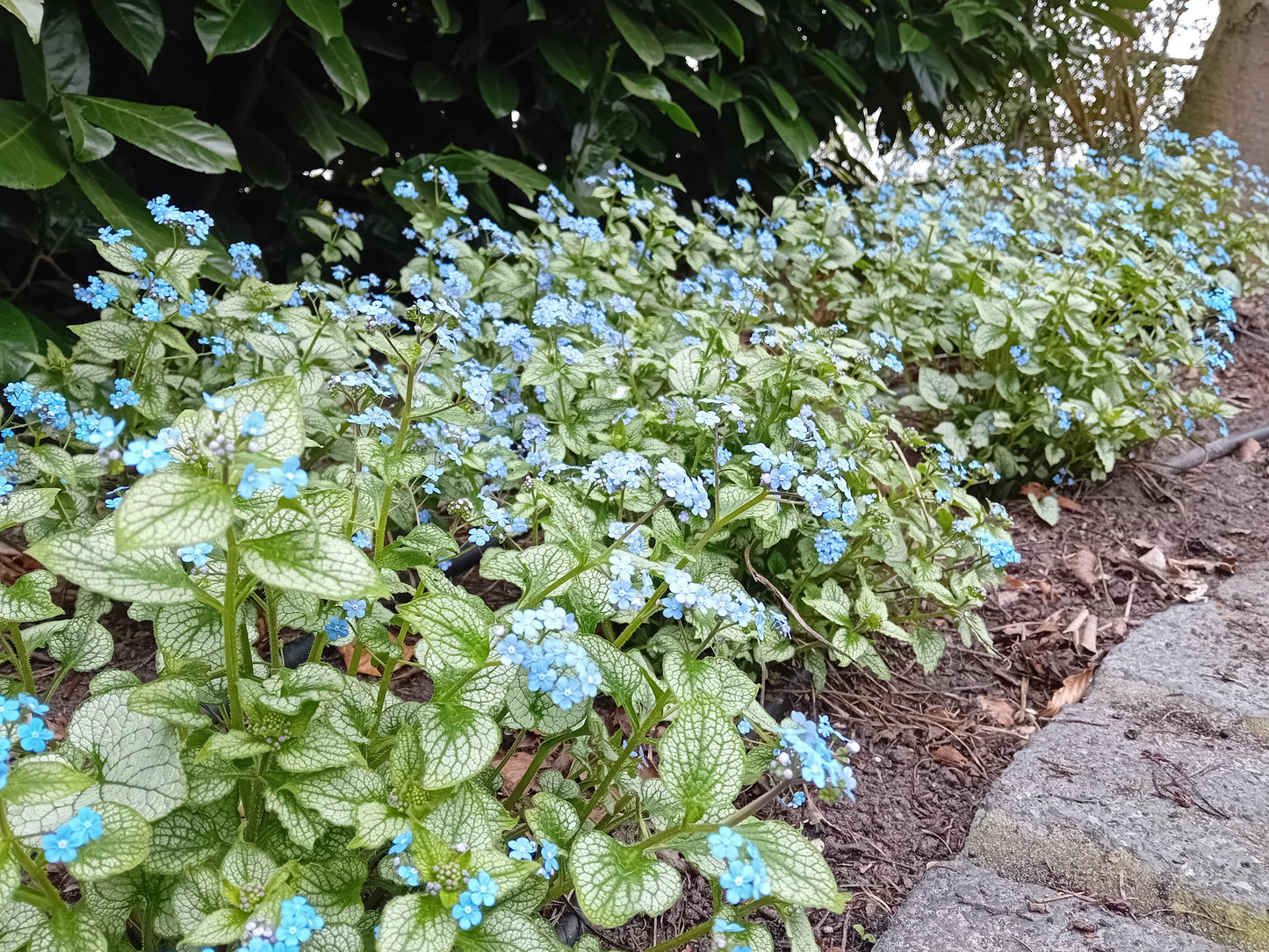 Brunnera Silver Spear