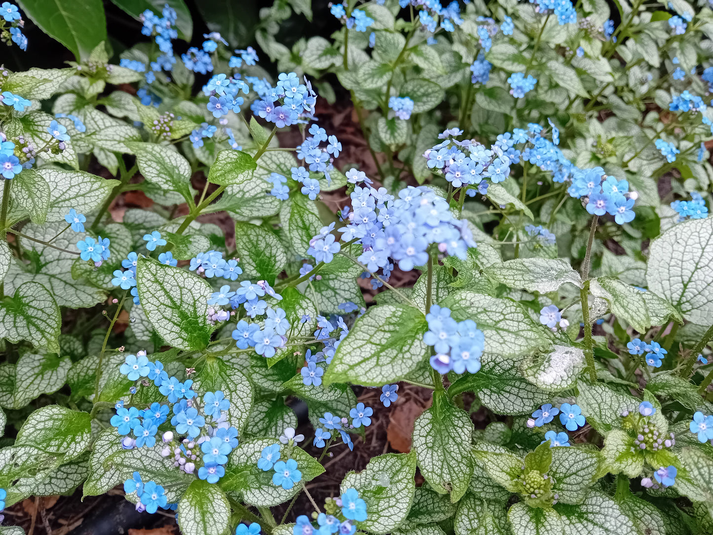 Brunnera Silver Spear
