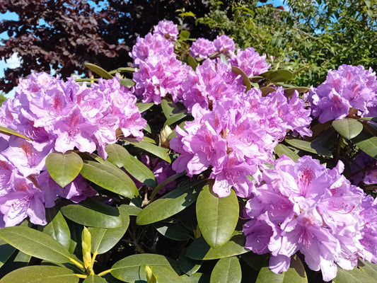 Rodomest + turf per 2 planten