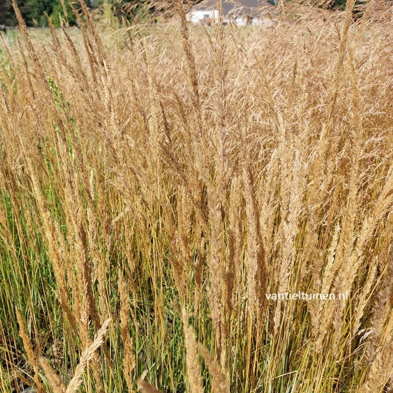 Calamagrostis 'Overdam' Bont Struisriet
