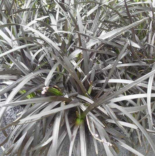 Ophiopogon Niger
