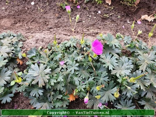 Geranium sanguineum 'Max Frei' Ooievaarsbekje