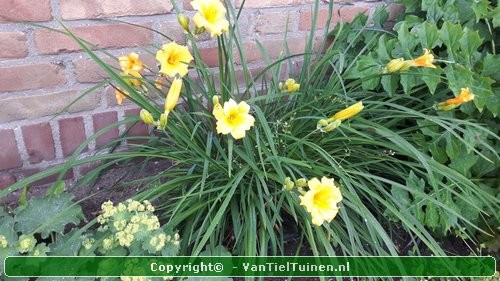 Hemerocallis hybride Stella de Oro Eendagsbloem