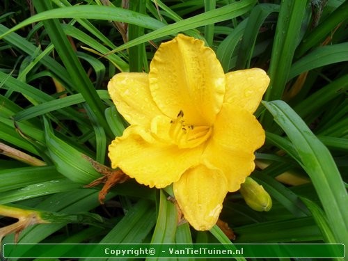 Hemerocallis hybride Stella de Oro Eendagsbloem