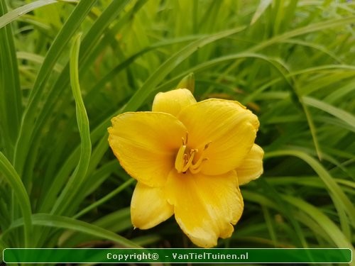 Hemerocallis hybride Stella de Oro Eendagsbloem