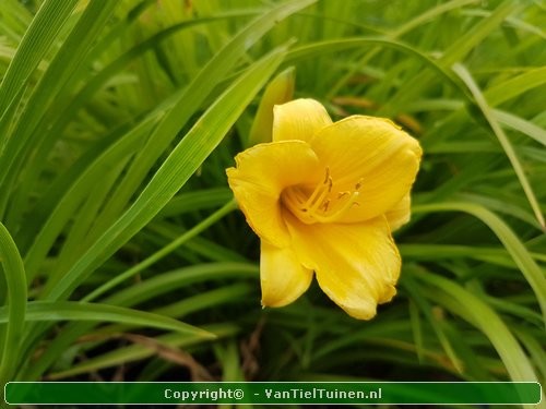 Hemerocallis hybride Stella de Oro Eendagsbloem