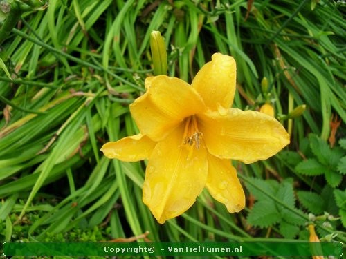 Hemerocallis hybride Stella de Oro Eendagsbloem